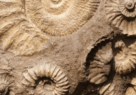 fossili