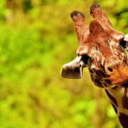 zoo-europei zoo europei